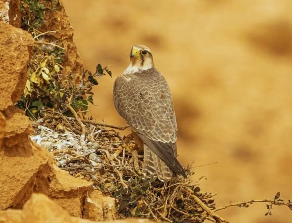 10 Days Birding Tour Atlas Mountains & Sahara Desert and Atlantic coast