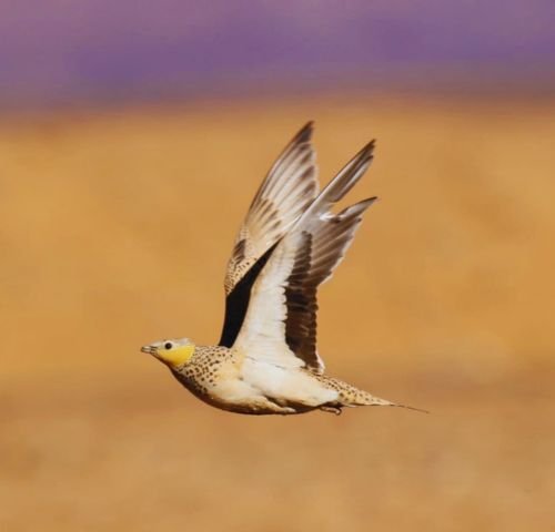 Morocco Birding Trips