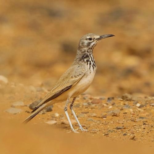 10 Days Spring Birding Tour Atlas Mountains & north of Morocco and Sahara Desert.