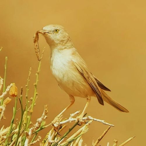 10 Days Spring Birding Tour Atlas Mountains & north of Morocco and Sahara Desert.