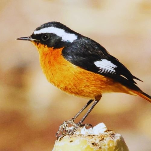 10 Days Spring Birding Tour Atlas Mountains & north of Morocco and Sahara Desert.