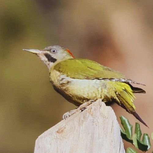 14 Days Birding Tour Atlas Mountains - North - Desert - Atlantic Coast