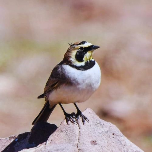 8 Days Birding Tour Atlas Mountains & Sahara Desert & Middle Atlas