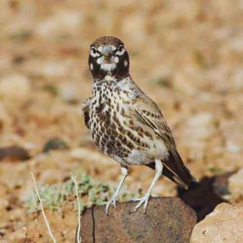 8 Days Birding Tour Atlas Mountains & Sahara Desert & Middle Atlas