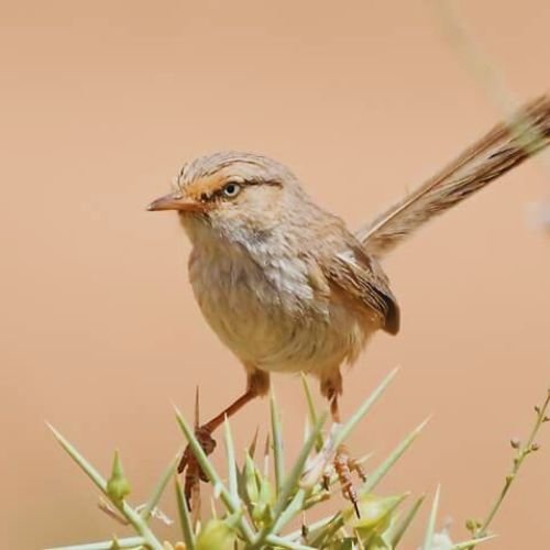 8 Days Birding Tour Atlas Mountains & Sahara Desert & Middle Atlas