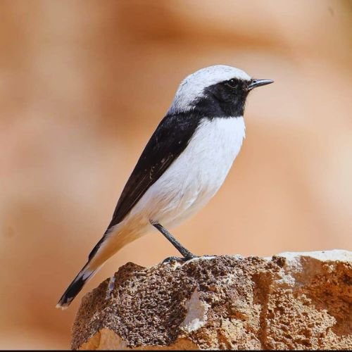 8 Days Birding Tour Atlas Mountains & Sahara Desert & Middle Atlas