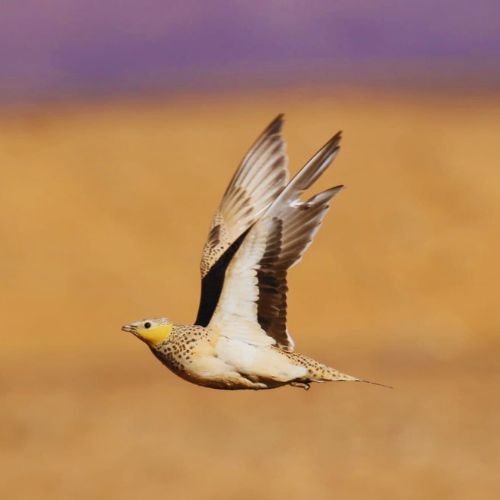 8 Days Birding Tour Atlas Mountains & Sahara Desert & Middle Atlas