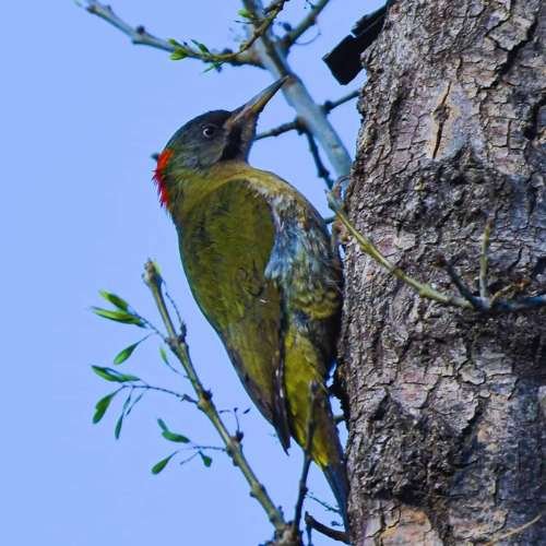10-Day Birding Tour Atlas Mountains & Sahara Desert And Atlantic Coast
