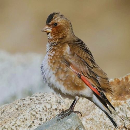 10-Day Birding Tour Atlas Mountains & Sahara Desert And Atlantic Coast