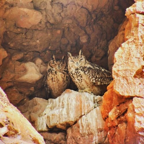 10-Day Birding Tour Atlas Mountains & Sahara Desert And Atlantic Coast
