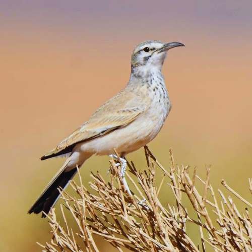 7 Days Birding Tour Atlas Mountains & Sahara Desert