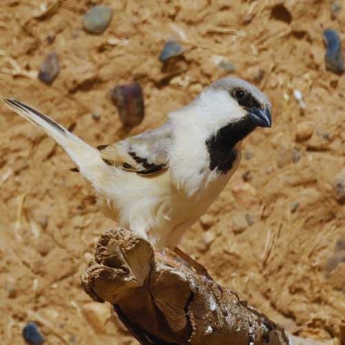 7 Days Birding Tour Atlas Mountains & Sahara Desert