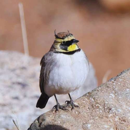7 Days Birding Tour Atlas Mountains & Sahara Desert