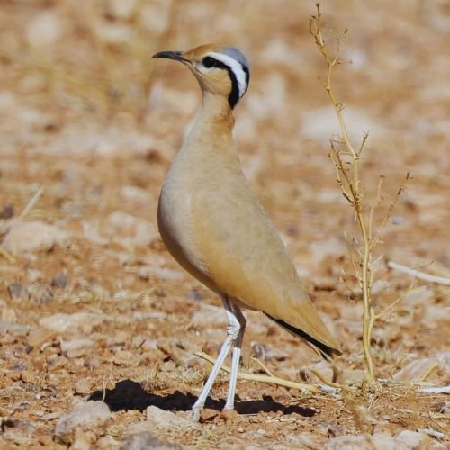 Birding Day Trip in Merzouga & Erg Chebbi