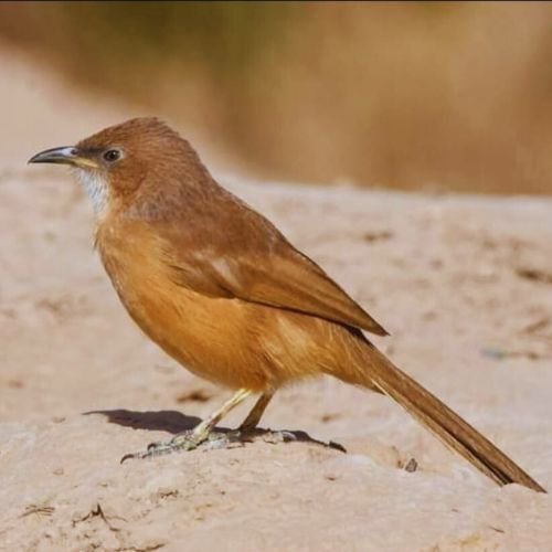Birding Day Trip in Merzouga & Erg Chebbi