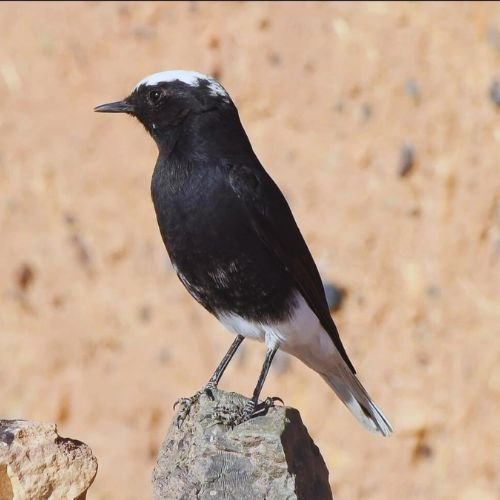 Birding Day Trip in Merzouga & Erg Chebbi