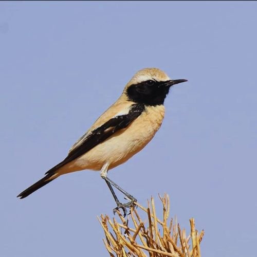 Birding Day Trip in Merzouga & Erg Chebbi