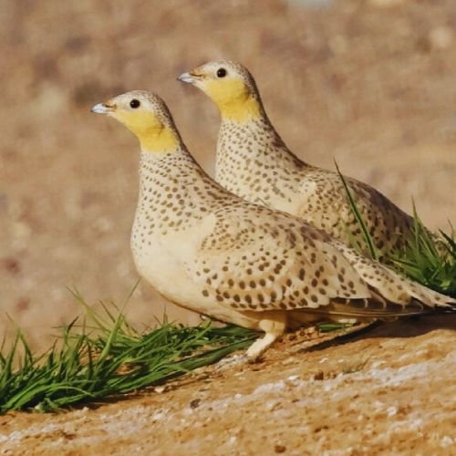 Birding Day Trip in Merzouga & Erg Chebbi